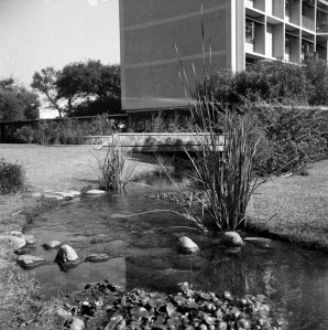 Stream, as it nears Antrim House, 1961.